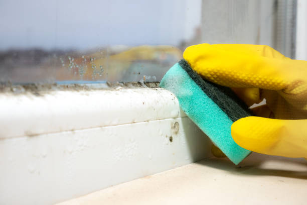 Best Emergency Mold Remediation  in Olton, TX